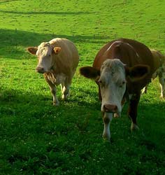 Votre entreprise spécialisée en nutrition animale Votre entreprise spécialisée en nutrition animale