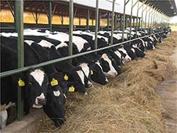 Audit d'élevage : conseils en production végétale et alimentation animale Audit d'élevage : conseils en production végétale et alimentation animale
