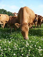 Suivi de l'alimentation de vos animaux