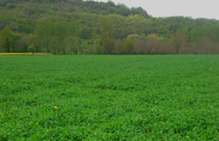 Productions fourragères Productions fourragères
