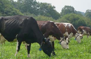 Alimentation bovine Alimentation bovine